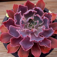 Meet Echeveria shaviana. The common name for this is Pink Frills Echeveria / Mexican Hens. Stargazer Exotics is proud to offer the freshest of rare plant seeds. Other Common names for this rare Succulent are: Pink frills echeveria, Mexican hens, Mexican snowball. Check this Pink Frills Echeveria / Mexican Hens (Echeveria shaviana) out along with all of our other Succulent plant seeds here at Stargazer Exotics. We ship these Succulent seeds from Canada to anywhere in the World.
