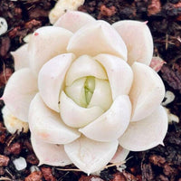 Meet Echeveria Colorata Tapalpa X Alba. The common name for this is Echeveria Hybrid 3 . Stargazer Exotics is proud to offer the freshest of rare plant seeds. Other Common names for this rare Succulent are: Blue Rose Echeveria, Tapalpa Echeveria, Alba Echeveria, White Rose Echeveria. Check this Echeveria Hybrid 3 (Echeveria Colorata Tapalpa X Alba) out along with all of our other Succulent plant seeds here at Stargazer Exotics. We ship these Succulent seeds from Canada to anywhere in the World.
