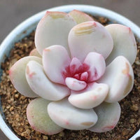 Meet Echeveria Trumso. The common name for this is Trumso Echeveria. Stargazer Exotics is proud to offer the freshest of rare plant seeds. Other Common names for this rare Succulent are: Blue hens and chicks, stonecrop, rosette succulent. Check this Trumso Echeveria (Echeveria Trumso) out along with all of our other Succulent plant seeds here at Stargazer Exotics. We ship these Succulent seeds from Canada to anywhere in the World.
