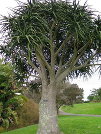 Meet Aloe barberae / Aloidendron barberae. The common name for this is Tree Aloe. Stargazer Exotics is proud to offer the freshest of rare plant seeds. Other Common names for this rare Succulent are:Aloe bainesii, zebra aloe, tree houseleek. Check this Tree Aloe (Aloe barberae / Aloidendron barberae) out along with all of our other Succulent plant seeds here at Stargazer Exotics. We ship these Succulent seeds from Canada to anywhere in the World.
