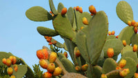 Meet Opuntia ficus-indica 'Zacatecas Orange' The common name for this is Orange Prickly Pear Cactus. Stargazer Exotics is proud to offer the freshest of rare plant seeds. Other Common names for this rare Other Rare Plants are :Indian Fig, Cactus Pear, Tuna, Nopal, Barbary Fig. Check this Orange Prickly Pear Cactus (Opuntia ficus-indica 'Zacatecas Orange') out along with all of our Other Rare Plants seeds here at Stargazer Exotics. We ship these Other Rare Plants seeds from Canada to anywhere in the World.
