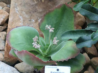 Meet Kalanchoe tetraphylla. The common name for this is Scalloped Flapjack Paddle Plant '. Stargazer Exotics is proud to offer the freshest of rare plant seeds. Other Common names for this rare Succulent are: Red pancake plant, Kalanchoe thyrsiflora 'Red'. Check this Scalloped Flapjack Paddle Plant ' (Kalanchoe tetraphylla) out along with all of our other Succulent plant seeds here at Stargazer Exotics. We ship these Succulent seeds from Canada to anywhere in the World.
