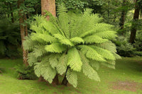 Meet  Blechnum auratum. The common name for this is Golden Leaf Tree Fern. Stargazer Exotics is proud to offer the freshest of rare plant seeds. Other Common names for this rare Other Rare Plants are: Goldie's Fern, Gold Fern, Golden Tree Fern, Cyathea dealbata. Check this Golden Leaf Tree Fern (Blechnum auratum) out along with all of our Other Rare Plants seeds here at Stargazer Exotics. We ship these Other Rare Plants seeds from Canada to anywhere in the World.
