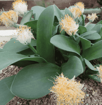 Meet Haemanthus albiflos. The common name for this is Paintbrush Flower. Stargazer Exotics is proud to offer the freshest of rare plant seeds. Other Common names for this rare Other Rare Plants are : Indian Paintbrush, Scarlet Paintbrush, Prairie Fire, Prairie Torch, Texas Paintbrush. Check this Paintbrush Flower (Haemanthus albiflos) out along with all of our Other Rare Plants seeds here at Stargazer Exotics. We ship these Other Rare Plants seeds from Canada to anywhere in the World.
