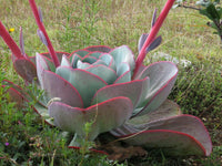 Meet Echeveria gigantea. The common name for this is Giant Hens and Chicks. Stargazer Exotics is proud to offer the freshest of rare plant seeds. Other Common names for this rare Succulent are: Giant Hens and Chicks, Hens and Chicks, Sempervivum, Hen and Chicks, Mother of Thousands, Common Houseleek. Check this Giant Hens and Chicks (Echeveria gigantea) out along with all of our other Succulent plant seeds here at Stargazer Exotics. We ship these Succulent seeds from Canada to anywhere in the World.
