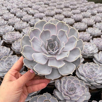 Meet Echeveria lilacina. The common name for this is Ghost  Echeveria. Stargazer Exotics is proud to offer the freshest of rare plant seeds. Other Common names for this rare Succulent are: Ghost Echeveria, Hens and Chicks, Mexican Snowball, White Mexican Rose. Check this Ghost  Echeveria (Echeveria lilacina) out along with all of our other Succulent plant seeds here at Stargazer Exotics. We ship these Succulent seeds from Canada to anywhere in the World.