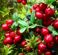 Meet Vaccinium parvifolium. The common name for this is Red Huckleberry. Stargazer Exotics is proud to offer the freshest of rare plant seeds. Other Common names for this rare Other Rare Plants are: Vaccinium parvifolium, Red Bilberry, Cascade Huckleberry. Check this Red Huckleberry (Vaccinium parvifolium) out along with all of our Other Rare Plants seeds here at Stargazer Exotics. We ship these Other Rare Plants seeds from Canada to anywhere in the World.
