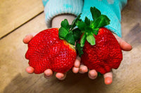 Meet Fragaria x ananassa. The common name for this is Giant Russian Strawberry - Extemely Large Fruit . Stargazer Exotics is proud to offer the freshest of rare plant seeds. Other Common names for this rare Other Rare Plants are:Giant Strawberry, White Strawberry. Check this Giant Russian Strawberry - Extemely Large Fruit (Fragaria x ananassa) out along with all of our Other Rare Plants seeds here at Stargazer Exotics. We ship these Other Rare Plants seeds from Canada to anywhere in the World.
