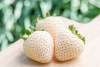 Meet Fragaria sp.. The common name for this is Japanese White Jewel Strawberry. Stargazer Exotics is proud to offer the freshest of rare plant seeds. Other Common names for this rare Other Rare Plants are : White Soul Strawberry, Pineapple Crush White Strawberry. Check this Japanese White Jewel Strawberry (Fragaria sp.) out along with all of our Other Rare Plants seeds here at Stargazer Exotics. We ship these Other Rare Plants seeds from Canada to anywhere in the World.
