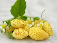 Meet Fragaria vesca. The common name for this is Yellow Wonder Strawberry. Stargazer Exotics is proud to offer the freshest of rare plant seeds. Other Common names for this rare Other Rare Plants are:Yellow Alpine Strawberry, Yellow Wonder Wild Strawberry. Check this Yellow Wonder Strawberry (Fragaria vesca) out along with all of our Other Rare Plants seeds here at Stargazer Exotics. We ship these Other Rare Plants seeds from Canada to anywhere in the World.
