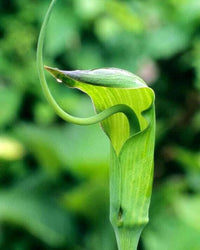 Meet Arisaema tortuosum. The common name for this is Whipcord Lily. Stargazer Exotics is proud to offer the freshest of rare plant seeds. Other Common names for this rare Other Rare Plants are: Queen's Tears, Angel's Tears, Flaming Sword. Check this Whipcord Lily  (Arisaema tortuosum) out along with all of our Other Rare Plants seeds here at Stargazer Exotics. We ship these Other Rare Plants seeds from Canada to anywhere in the World.
