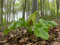 Meet Arum maculatum. The common name for this is Cuckoopint (Lords and Ladies). Stargazer Exotics is proud to offer the freshest of rare plant seeds. Other Common names for this rare Other Rare Plants are: Cuckoopint - Lords and Ladies, Wild Arum, Jack-in-the-Pulpit. Check this Cuckoopint (Lords and Ladies)  (Arum maculatum) out along with all of our Other Rare Plants seeds here at Stargazer Exotics. We ship these Other Rare Plants seeds from Canada to anywhere in the World.
