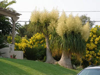 Meet Beaucarnea guatemalensis. The common name for this is Red Guatamala Ponytail. Stargazer Exotics is proud to offer the freshest of rare plant seeds. Other Common names for this rare Other Rare Plants are: Beaucarnea recurvata, Ponytail Palm, Elephant's Foot. Check this Red Guatamala Ponytail t (Beaucarnea guatemalensis) out along with all of our Other Rare Plants seeds here at Stargazer Exotics. We ship these Other Rare Plants seeds from Canada to anywhere in the World.
