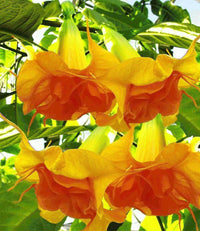 Meet Brugmansia suaveolens var. orange. The common name for this is Orange Angel's Trumpet. Stargazer Exotics is proud to offer the freshest of rare plant seeds. Other Common names for this rare Other Rare Plants are : Angel's Trumpet, Brugmansia suaveolens var. orange. Check this Orange Angel's Trumpet (Brugmansia suaveolens var. orange) out along with all of our Other Rare Plants seeds here at Stargazer Exotics. We ship these Other Rare Plants seeds from Canada to anywhere in the World.
