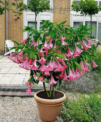 Meet Brugmansia suaveolens var. pink. The common name for this is Double Fragrant Pink Angel's Trumpet. Stargazer Exotics is proud to offer the freshest of rare plant seeds. Other Common names for this rare Other Rare Plants are: Double Datura, Angel's Tears, Devil's Trumpet. Check this Double Fragrant Pink Angel's Trumpet  (Brugmansia suaveolens var. pink) out along with all of our Other Rare Plants seeds here at Stargazer Exotics. We ship these Other Rare Plants seeds from Canada to anywhere in the World.