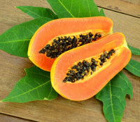 Meet Carica papaya. The common name for this is Honeydew Papaya  / Pawpaw Fruit. Stargazer Exotics is proud to offer the freshest of rare plant seeds. Other Common names for this rare Other Rare Plants are :Papaya, Melon Tree. Check this Honeydew Papaya  / Pawpaw Fruit (Carica papaya) out along with all of our Other Rare Plants seeds here at Stargazer Exotics. We ship these Other Rare Plants seeds from Canada to anywhere in the World.
