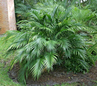 Meet Chamaedorea seifrizii. The common name for this is Bamboo Palm. Stargazer Exotics is proud to offer the freshest of rare plant seeds. Other Common names for this rare Other Rare Plants are: Bamboo Palm, Reed Palm, Chamaedorea. Check this Bamboo Palm (Chamaedorea seifrizii) out along with all of our other Other Rare Plants plant seeds here at Stargazer Exotics. We ship these Other Rare Plants seeds from Canada to anywhere in the World.