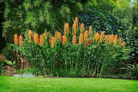 Meet Hedychium gardnerianum. The common name for this is Kahila Ginger (Garland Lily). Stargazer Exotics is proud to offer the freshest of rare plant seeds. Other Common names for this rare Other Rare Plants are :  Hedychium Gardnerianum, Kahili Ginger. Check this Kahila Ginger (Garland Lily) (Hedychium gardnerianum) out along with all of our Other Rare Plants seeds here at Stargazer Exotics. We ship these Other Rare Plants seeds from Canada to anywhere in the World.