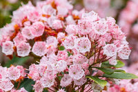 Meet Kalmia latifolia. The common name for this is Mountain Laurel (Calico Bush). Stargazer Exotics is proud to offer the freshest of rare plant seeds. Other Common names for this rare Other Rare Plants are : Mountain Laurel (Calico Bush) - Kalmia latifolia. Check this Mountain Laurel (Calico Bush) (Kalmia latifolia) out along with all of our Other Rare Plants seeds here at Stargazer Exotics. We ship these Other Rare Plants seeds from Canada to anywhere in the World.
