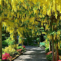 Meet Laburnum anagyroides. The common name for this is Golden Rain (Golden Chain). Stargazer Exotics is proud to offer the freshest of rare plant seeds. Other Common names for this rare Other Rare Plants are: Laburnum, Golden Shower, Bean Tree. Check this Golden Rain (Golden Chain) (Laburnum anagyroides) out along with all of our Other Rare Plants seeds here at Stargazer Exotics. We ship these Other Rare Plants seeds from Canada to anywhere in the World.
