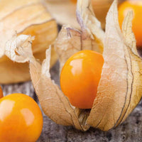 Meet Physalis peruviana 'Colombia Select'. The common name for this is Cape Gooseberry  (Inca Berry). Stargazer Exotics is proud to offer the freshest of rare plant seeds. Other Common names for this rare Other Rare Plants are: Goldenberry, Physalis peruviana. Check this Cape Gooseberry  (Inca Berry) (Physalis peruviana 'Colombia Select') out along with all of our Other Rare Plants seeds here at Stargazer Exotics. We ship these Other Rare Plants seeds from Canada to anywhere in the World.
