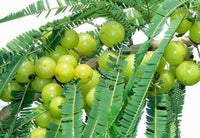 Meet Phyllanthus emblica. The common name for this is Indian Gooseberry . Stargazer Exotics is proud to offer the freshest of rare plant seeds. Other Common names for this rare Other Rare Plants are : Indian Gooseberry: Amla, Phyllanthus emblica. Check this Indian Gooseberry  (Phyllanthus emblica) out along with all of our Other Rare Plants seeds here at Stargazer Exotics. We ship these Other Rare Plants seeds from Canada to anywhere in the World.