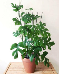 Meet Rhaphidophora tetrasperma. The common name for this is Mini Monstera. Stargazer Exotics is proud to offer the freshest of rare plant seeds. Other Common names for this rare Other Rare Plants are : Ginny Philodendron, Philodendron Ginny. Check this Mini Monstera  (Rhaphidophora tetrasperma) out along with all of our Other Rare Plants seeds here at Stargazer Exotics. We ship these Other Rare Plants seeds from Canada to anywhere in the World.
