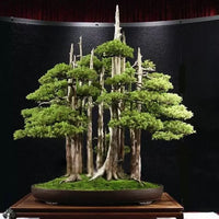 Meet Juniperus chinensis. The common name for this is Chinese Juniper Bonsai Tree. Stargazer Exotics is proud to offer the freshest of rare plant seeds. Other Common names for this rare Other Rare Plants are: Juniperus chinensis, Eastern Red Cedar, Blue Point Juniper. Check this Chinese Juniper Bonsai Tree (Juniperus chinensis) out along with all of our Other Rare Plants seeds here at Stargazer Exotics. We ship these Other Rare Plants seeds from Canada to anywhere in the World.
