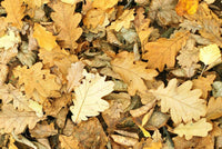 Mini Oak Leaf Litter | reptile and terrarium supplies