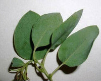 Manzanita Leaf Litter | reptile and terrarium supplies