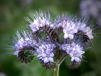 Meet Phacelia tanacetifolia. The common name for this is Blue Tansy /  Purple Tansy / Lacy Phacelia / Fiddleneck.  Stargazer Exotics is proud to offer the freshest of rare plant seeds. Other Common names for this rare Other Rare Plants are: Tanacetum annuum. Check this Blue Tansy /  Purple Tansy / Lacy Phacelia (Phacelia tanacetifolia) out along with all of our other Other Rare Plants plant seeds here at Stargazer Exotics. We ship these Other Rare Plants seeds from Canada to anywhere in the World.
