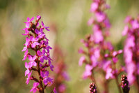 Meet Stylidium graminifolium. The common name for this is Trigger Plants. Stargazer Exotics is proud to offer the freshest of rare plant seeds. Other Common names for this rare Carnivorous Plant are: Stylidium, pink lady, triggertree. Check this Trigger Plants (Stylidium graminifolium) out along with all of our other Carnivorous Plants seeds here at Stargazer Exotics. We ship these Carnivorous Plants seeds from Canada to anywhere in the World.
