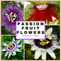 Meet Passiflora sp. The common name for this is Mixed Passion Flowers. Stargazer Exotics is proud to offer the freshest of rare plant seeds. Other Common names for this rare Other Rare Plants are : Passion Flower (genus), Maypop, Purple Passion Vine. Check this Mixed Passion Flowers (Passiflora sp.) out along with all of our Other Rare Plants seeds here at Stargazer Exotics. We ship these Other Rare Plants seeds from Canada to anywhere in the World.
