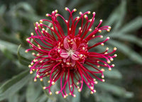 Meet Grevillea sp. The common name for this is Red Spider Flower. Stargazer Exotics is proud to offer the freshest of rare plant seeds. Other Common names for this rare Other Rare Plants are: Scarlet spiderling, Crimson spiderwort. Check this Red Spider Flower (Grevillea sp.) out along with all of our Other Rare Plants seeds here at Stargazer Exotics. We ship these Other Rare Plants seeds from Canada to anywhere in the World.
