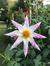 Meet Dahlia pinnata. The common name for this is Orchid Pinewheel Dahlia. Stargazer Exotics is proud to offer the freshest of rare plant seeds. Other Common names for this rare Other Rare Plants are : Dahlia 'Pinwheel', Collarette Dahlia, Peony Dahlia, Waterlily Dahlia. Check this Orchid Pinewheel Dahlia (Dahlia pinnata) out along with all of our Other Rare Plants seeds here at Stargazer Exotics. We ship these Other Rare Plants seeds from Canada to anywhere in the World.
