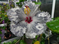 Meet Hibiscus sp. The common name for this is Tropical Hibiscus Hybrid 1 . Stargazer Exotics is proud to offer the freshest of rare plant seeds. Other Common names for this rare Other Rare Plants are : Chinese hibiscus, rose of China, shoe flower. Check this Tropical Hibiscus Hybrid 1 (Hibiscus sp) out along with all of our Other Rare Plants seeds here at Stargazer Exotics. We ship these Other Rare Plants seeds from Canada to anywhere in the World.
