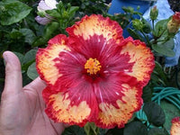 Meet Hibiscus sp. The common name for this is Tropical Hibiscus Hybrid 2 . Stargazer Exotics is proud to offer the freshest of rare plant seeds. Other Common names for this rare Other Rare Plants are :Chinese hibiscus, rose of China, shoe flower. Check this Tropical Hibiscus Hybrid 2 (Hibiscus sp) out along with all of our Other Rare Plants seeds here at Stargazer Exotics. We ship these Other Rare Plants seeds from Canada to anywhere in the World.
