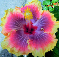 Meet Hibiscus sp. The common name for this is Tropical Hibiscus Hybrid 3 . Stargazer Exotics is proud to offer the freshest of rare plant seeds. Other Common names for this rare Other Rare Plants are :Chinese hibiscus, rose of China, shoe flower. Check this Tropical Hibiscus Hybrid 3 (Hibiscus sp) out along with all of our Other Rare Plants seeds here at Stargazer Exotics. We ship these Other Rare Plants seeds from Canada to anywhere in the World.
