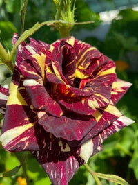 Meet Rosa x hybrida. The common name for this is Florist's Tea Rose 'Abracadabra'. Stargazer Exotics is proud to offer the freshest of rare plant seeds. Other Common names for this rare Other Rare Plants are:  Florist's Tea Rose 'Abracadabra': Rosa 'Abracadabra', Purple Rose. Check this Florist's Tea Rose 'Abracadabra' (Rosa x hybrida) out along with all of our Other Rare Plants seeds here at Stargazer Exotics. We ship these Other Rare Plants seeds from Canada to anywhere in the World.