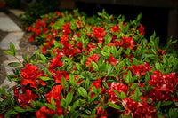 Meet Rhododendron. The common name for this is Red Azalea "Autumn Fire". Stargazer Exotics is proud to offer the freshest of rare plant seeds. Other Common names for this rare Other Rare Plants are: Rhododendron, Autumn Fire Azalea. Check this Red Azalea "Autumn Fire" (Rhododendron) out along with all of our Other Rare Plants seeds here at Stargazer Exotics. We ship these Other Rare Plants seeds from Canada to anywhere in the World.
