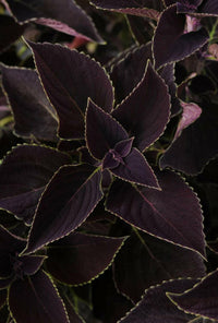 Meet Coleus scutellarioides. The common name for this is Royal Elegance Coleus "Burgandy Vino". Stargazer Exotics is proud to offer the freshest of rare plant seeds. Other Common names for this rare Other Rare Plants are :Royal Elegance Coleus "Burgundy Vino": Burgundy wine coleus. Check this Royal Elegance Coleus "Burgandy Vino" (Coleus scutellarioides) out along with all of our Other Rare Plants seeds here at Stargazer Exotics. We ship these Other Rare Plants seeds from Canada to anywhere in the World.
