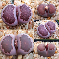 Meet Lithops salicola "Sato's violet". The common name for this is Violet Lithops. Stargazer Exotics is proud to offer the freshest of rare plant seeds. Other Common names for this rare Succulent are: Living Stones, Flowering Stones, Stone Plants. Check this Violet Lithops (Lithops salicola "Sato's violet") out along with all of our other Succulent plant seeds here at Stargazer Exotics. We ship these Succulent seeds from Canada to anywhere in the World.
