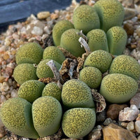 Meet Lithops terricolor "Speckled Gold". The common name for this is Gold Speckled Lithops. Stargazer Exotics is proud to offer the freshest of rare plant seeds.Other Common names for this rare Succulent are: Living Stones, Stone Plants. Check this Gold Speckled Lithops (Lithops terricolor "Speckled Gold") out along with all of our other Succulent plant seeds here at Stargazer Exotics. We ship these Succulent seeds from Canada to anywhere in the World.