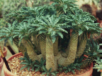 Meet  Dorstenia lavrani. The common name for this is Tabia George Dorstenia. Stargazer Exotics is proud to offer the freshest of rare plant seeds. Other Common names for this rare Succulent are:  George's Tabia, Dorstenia Georgei, African Medusa, Tabia Medu. Check this Tabia George Dorstenia (Dorstenia lavrani) out along with all of our other Succulent plant seeds here at Stargazer Exotics. We ship these Succulent seeds from Canada to anywhere in the World.
