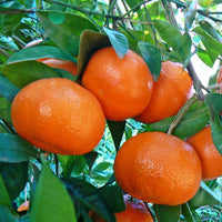 Meet Citrus reticulata. The common name for this is Mandarin Orange / Tangerine / Christmas Orange. Stargazer Exotics is proud to offer the freshest of rare plant seeds. Other Common names for this rare Other Rare Plants are :  Mandarin, Tangerine, Satsuma, Clementine, Naartjie. Check this Mandarin Orange / Tangerine / Christmas Orange (Citrus reticulata) out along with all of our Other Rare Plants seeds here at Stargazer Exotics. We ship these Other Rare Plants seeds from Canada to anywhere in the World.
