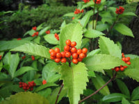 Meet Panax quinquefolius. The common name for this is American Ginseng. Stargazer Exotics is proud to offer the freshest of rare plant seeds. Check this American Ginseng (Panax quinquefolius) out along with all of our other Heirloom Vegetable and Rare Finds plant seeds here at Stargazer Exotics. We ship these Heirloom Vegetable and Rare Finds seeds from Canada to anywhere in the World.