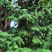 Meet Taxus baccata. The common name for this is English Yew. Stargazer Exotics is proud to offer the freshest of rare plant seeds. Other Common names for this rare Other Rare Plants are: Taxus baccata (also known as European Yew or Common Yew).  Check this English Yew (Taxus baccata) out along with all of our Other Rare Plants seeds here at Stargazer Exotics. We ship these Other Rare Plants seeds from Canada to anywhere in the World.
