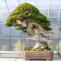 Meet Taxus baccata. The common name for this is English Yew Bonsai Tree. Stargazer Exotics is proud to offer the freshest of rare plant seeds. Other Common names for this rare Other Rare Plants are: Taxus baccata (also known as European Yew or Common Yew).  Check this English Yew Bonsai Tree (Taxus baccata) out along with all of our Other Rare Plants seeds here at Stargazer Exotics. We ship these Other Rare Plants seeds from Canada to anywhere in the World.
