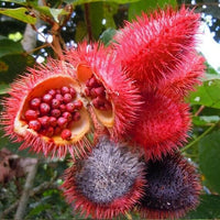 Meet Bixa orellana. The common name for this is Achiote / Annatto Tree. Stargazer Exotics is proud to offer the freshest of rare plant seeds. Other Common names for this rare Other Rare Plants are: Annatto / Achiote, Lipstick Tree, Bixa, Saffron Tree. Check this Achiote / Annatto Tree (Bixa orellana) out along with all of our other Other Rare Plants seeds here at Stargazer Exotics. We ship these Other Rare Plants seeds from Canada to anywhere in the World.