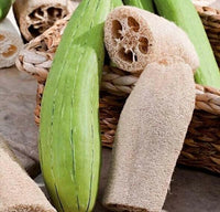 Meet Luffa aegyptiaca. The common name for this is Luffa Sponge Gourd. Stargazer Exotics is proud to offer the freshest of rare plant seeds. Other Common names for this rare Other Rare Plants are : Loofah, Sponge Gourd, Dishcloth Gourd, Rag Gourd. Check this Luffa Sponge Gourd  (Luffa aegyptiaca) out along with all of our Other Rare Plants seeds here at Stargazer Exotics. We ship these Other Rare Plants seeds from Canada to anywhere in the World.
